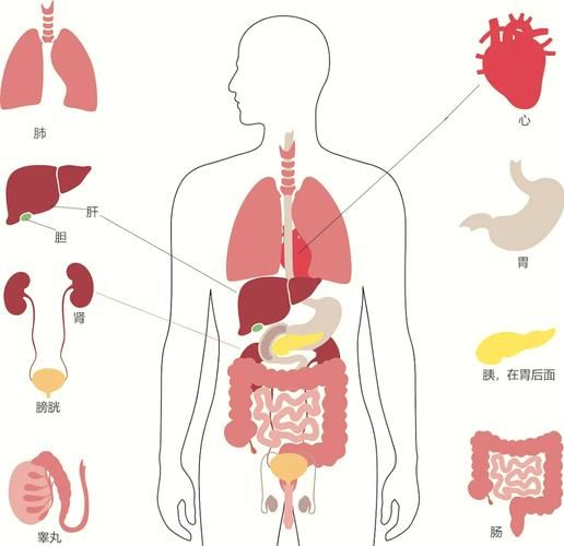 人体器官分布图_人体器官功能详解