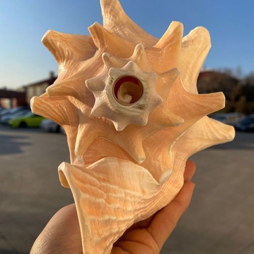 号角吹响代表什么_如何理解号角表达的情感