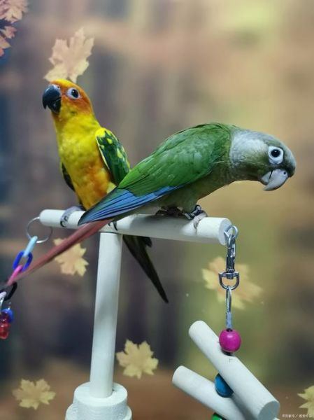 鸟类如何表达情感_鸟类情感表达方式