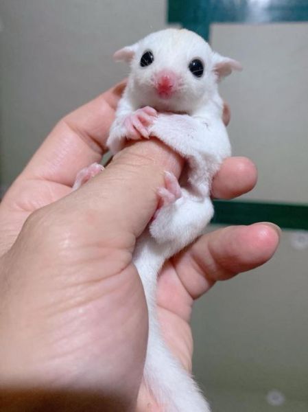 飞鼠怎么表达情感_飞鼠会哭吗