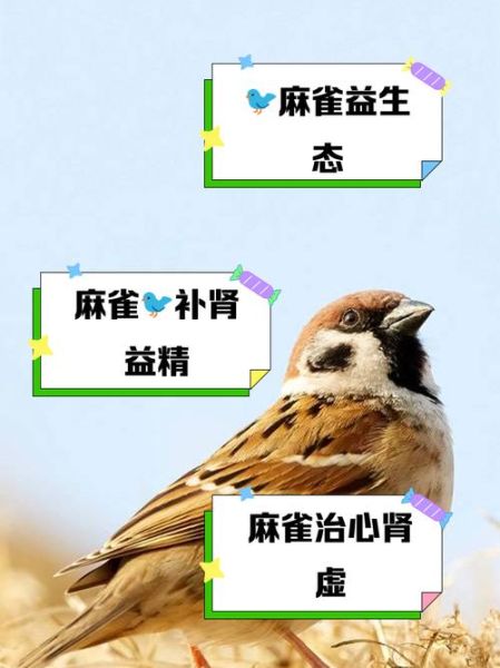 麻雀为什么叫个不停_麻雀表达情感的方式