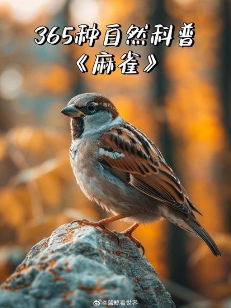 麻雀为什么叫个不停_麻雀表达情感的方式