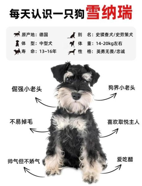 雪纳瑞摇尾巴什么意思_雪纳瑞怎么表达开心