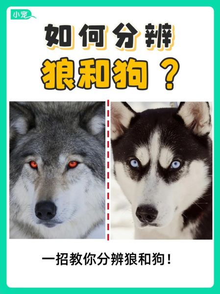 野狼怎么表达情感_野狼情感交流方式