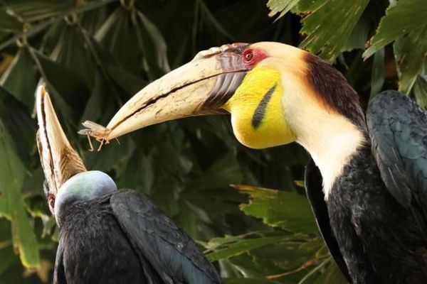 犀鸟如何表达情感_犀鸟会哭吗