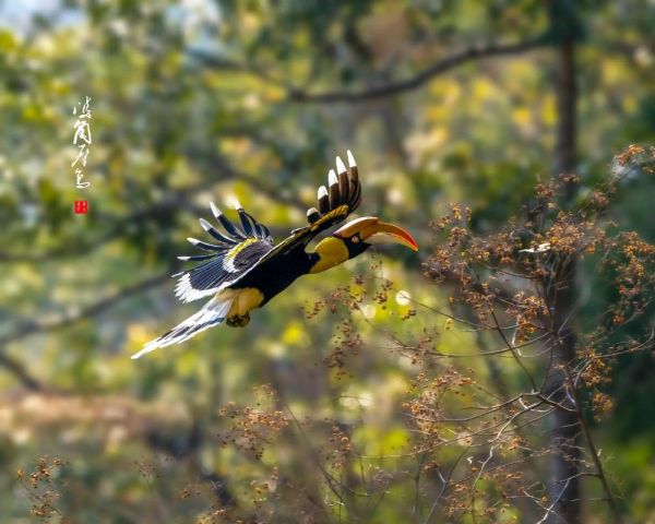 犀鸟如何表达情感_犀鸟会哭吗