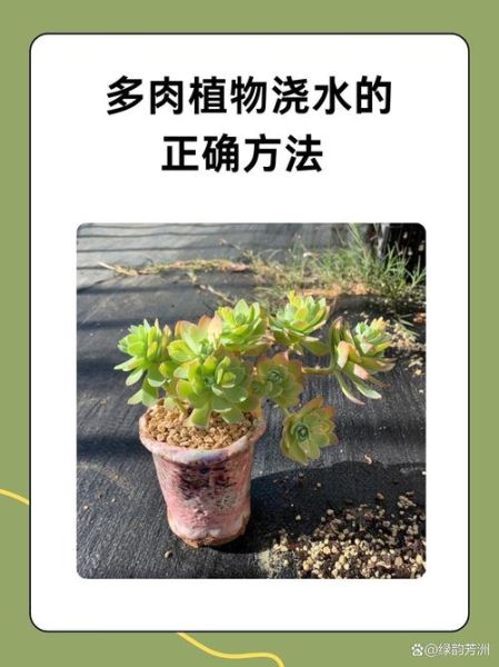 多肉植物多久浇一次水_多肉植物浇水正确方法