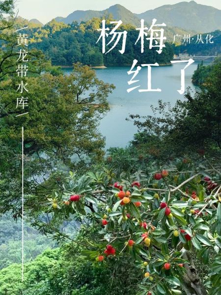 杨梅怎么表达情感_杨梅代表什么爱情含义