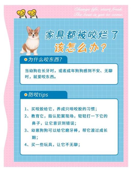 狗狗为什么突然乱咬东西_如何纠正狗狗咬家具