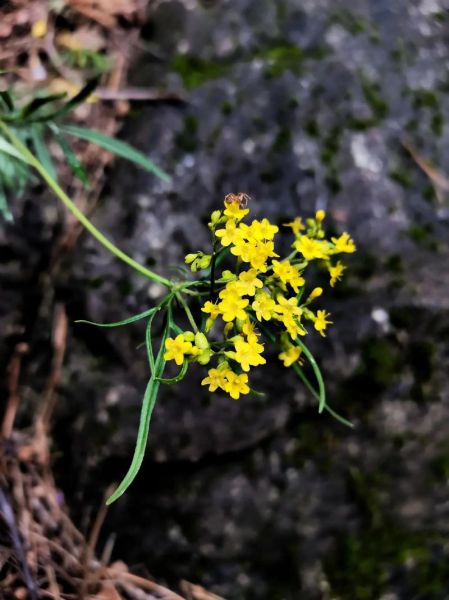 野花表达了什么情感_野花象征什么意义