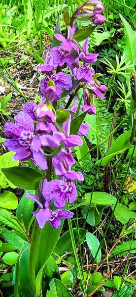 野花表达了什么情感_野花象征什么意义