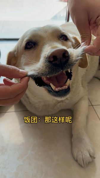 猪会表达情绪吗_狗如何表达情感