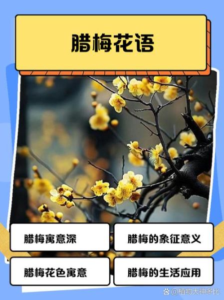 腊梅的花语是什么_腊梅象征什么情感