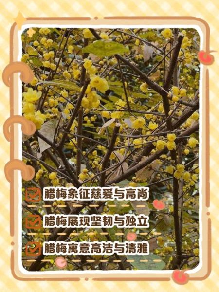 腊梅的花语是什么_腊梅象征什么情感