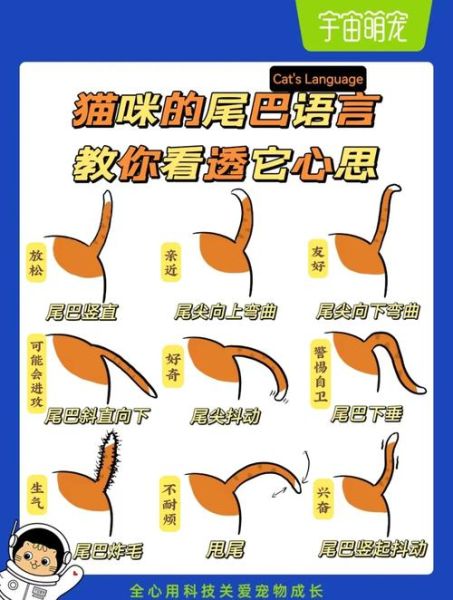 猫咪大王情感表达_如何读懂猫咪情绪