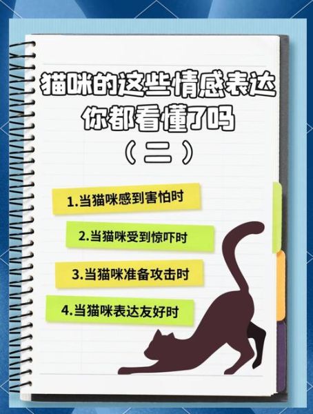 猫咪大王情感表达_如何读懂猫咪情绪