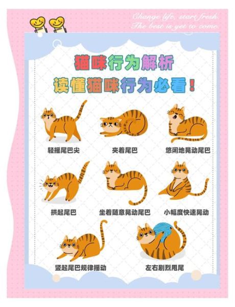 猫咪大王情感表达_如何读懂猫咪情绪