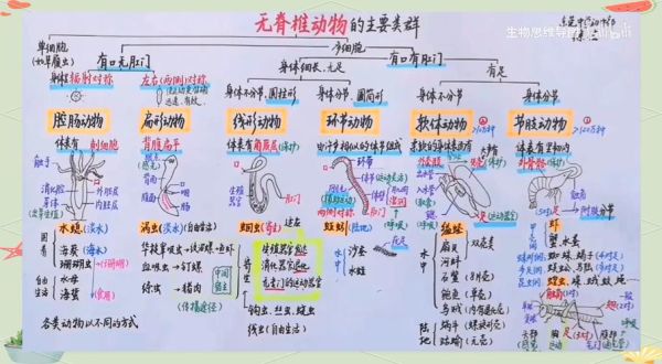 动物世界大百科读书笔记_如何快速掌握动物分类