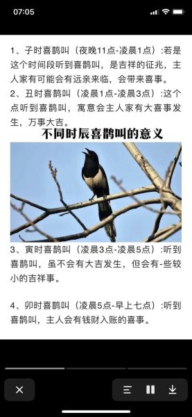 喜鹊报喜是真的吗_喜鹊叫声寓意