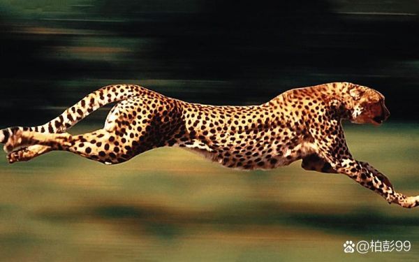 猎豹为什么咆哮_猎豹咆哮代表什么