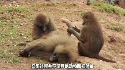 狒狒怎么表达情感_狒狒情感交流方式