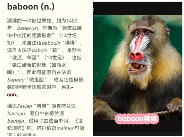 狒狒怎么表达情感_狒狒情感交流方式