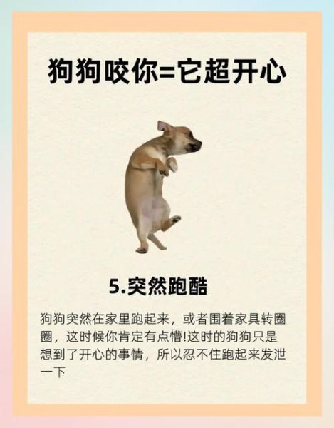 巴尼狗狗情感表达_如何让狗狗更快乐