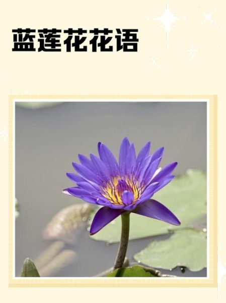 蓝莲花表达什么情感_蓝莲花象征意义