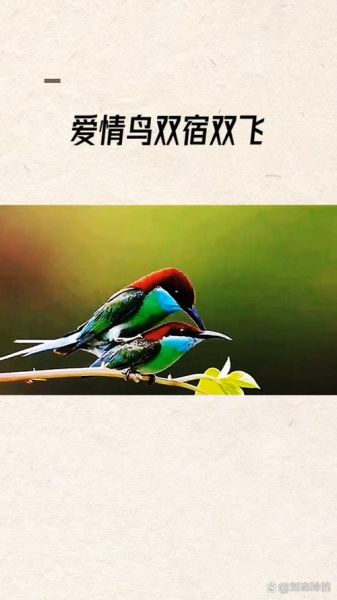 鸟儿如何表达情感_鸟类情感行为有哪些