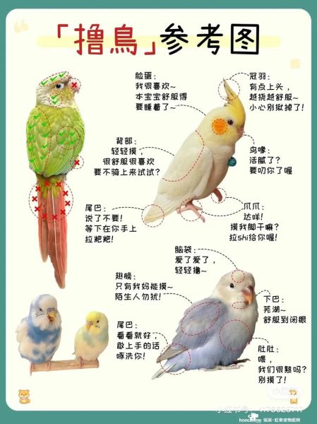 鸟儿如何表达情感_鸟类情感行为有哪些