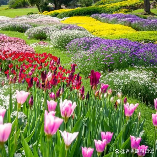 花团锦簇表达什么情感_花团锦簇的寓意是什么