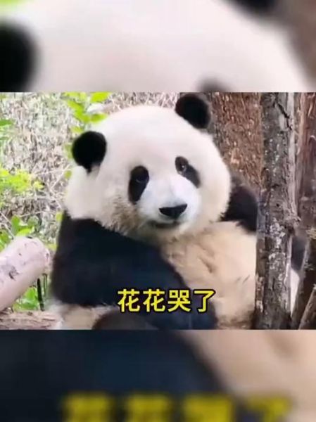 熊猫为什么会哭_熊猫哭是伤心吗