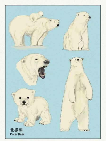 为什么北极熊不怕冷_北极熊的毛发结构是什么