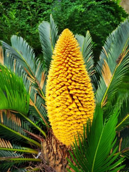 苏铁诗歌情感表达_如何读懂苏铁诗中的孤独