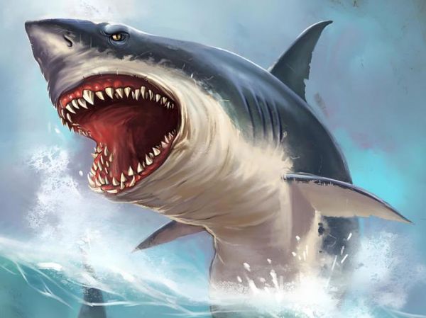 鲨鱼会哭吗_鲨鱼如何表达情感
