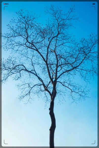 枯树象征什么情感_枯树代表什么心情