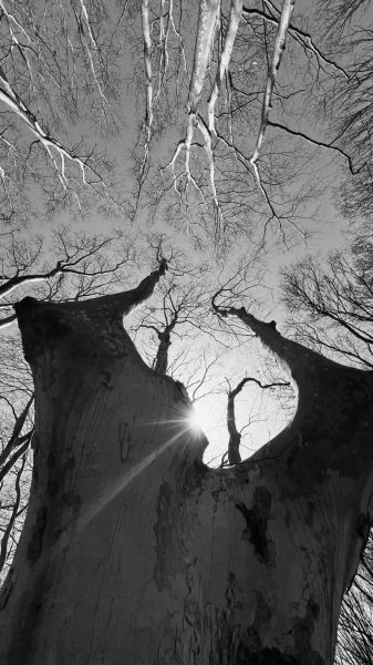 枯树象征什么情感_枯树代表什么心情