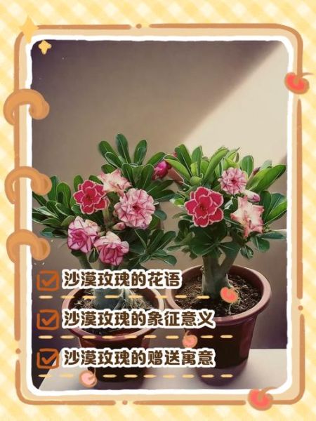 荒漠玫瑰的花语是什么_如何表达荒漠玫瑰情感