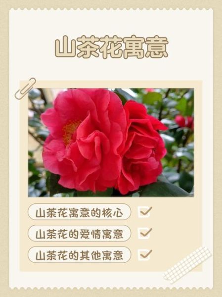 山茶花的花语是什么_山茶表达情感有哪些方式