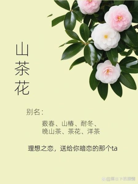 山茶花的花语是什么_山茶表达情感有哪些方式