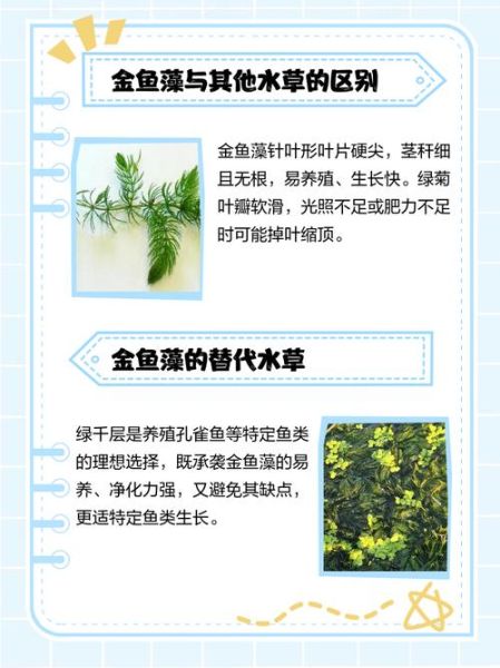 鱼为什么喜欢躲在水草里_鱼缸里放什么水草好