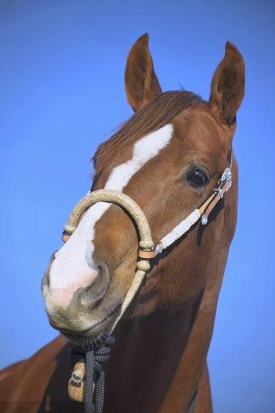 马儿情感表达_马儿如何表达情绪