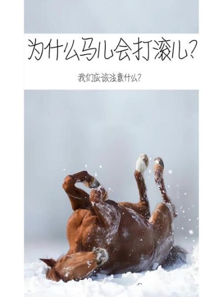 马儿情感表达_马儿如何表达情绪