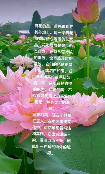莲花的花语是什么_莲花象征什么情感
