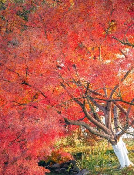 枫叶红了代表什么情感_枫叶红了为什么会让人想哭