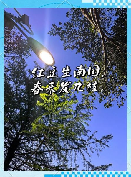 红豆代表什么情感_红豆相思的寓意