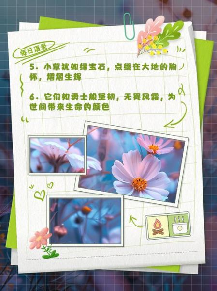 小草怎么表达情感_小草象征什么情感