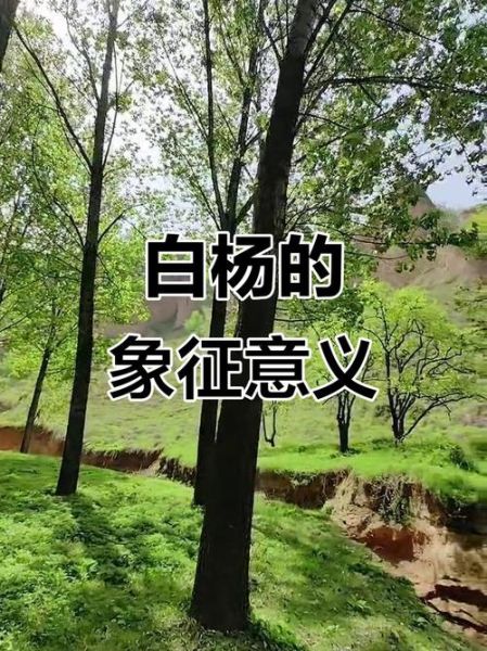 白杨表达情感_白杨象征什么