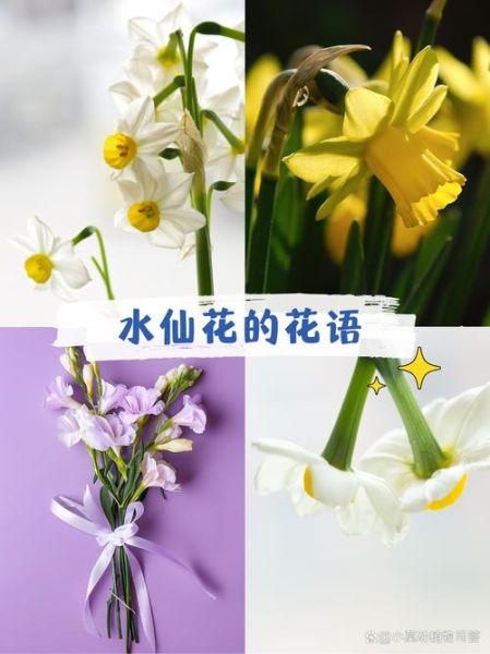 水仙花语是什么_如何用水仙表达暗恋
