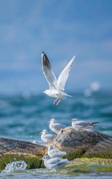 海鸥情感表达_海鸥叫声代表什么